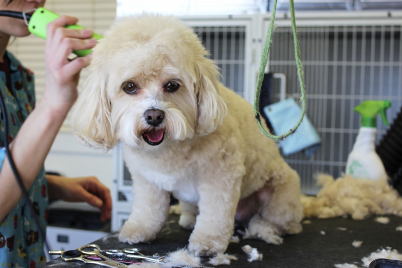 veterinaire-LA SEYNE SUR MER-min_white_dog_grooming_pet_pet_grooming_salon_groomer_fur-678977